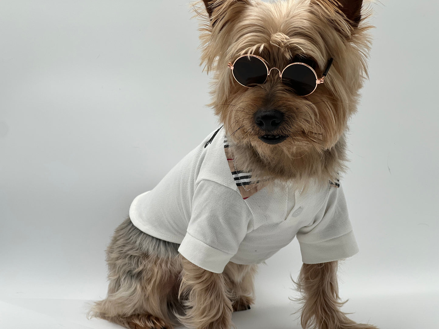 Designer White Polo with Plaid Collar