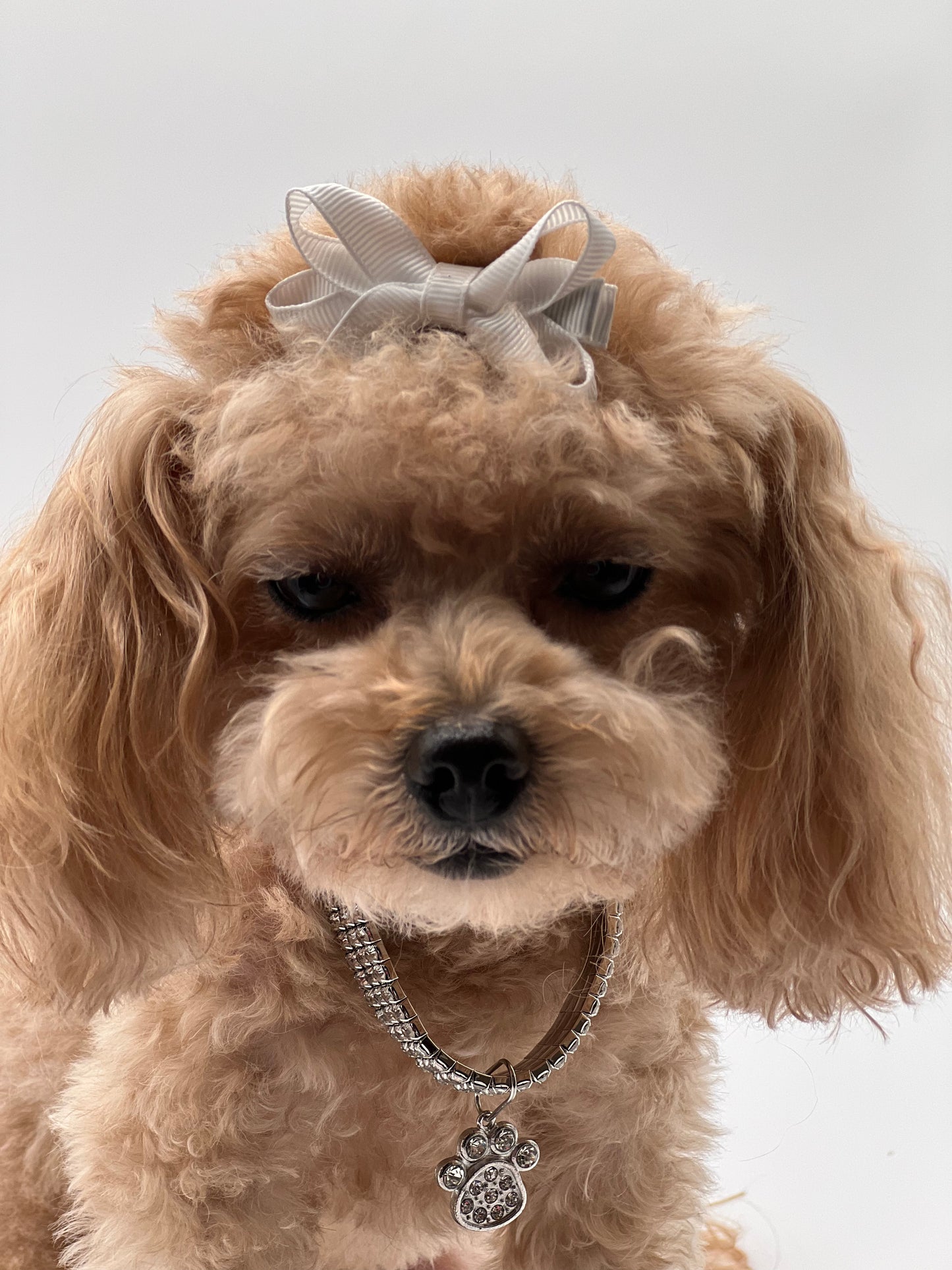 Sparkly Paw Charm Necklace